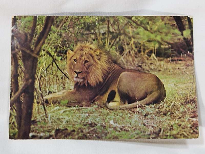 Lion sitting in shade postcard