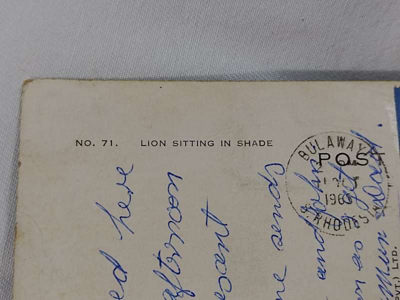 Lion sitting in shade postcard
