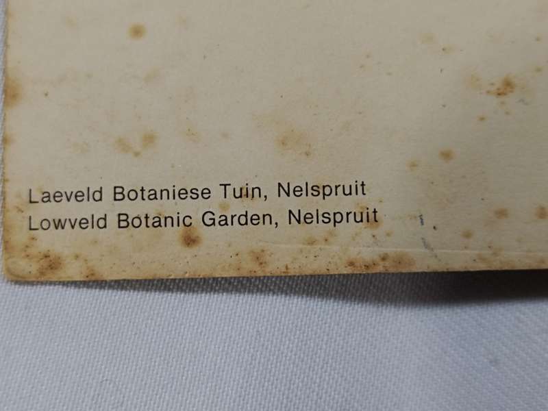 National Botanic Gardens South Africa postcard