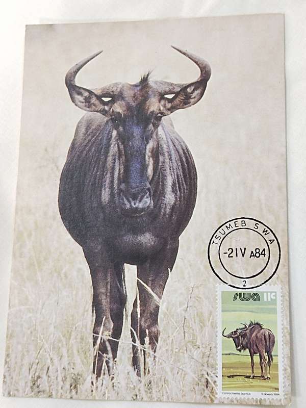 Postcards: 1984-04-02 Blouwildebees/Blue wildebeest-Gnu