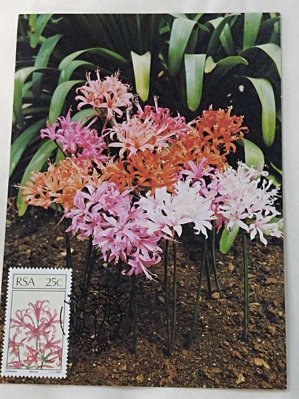 Postcards: SA Floral emigrants/SA Blomemigrante