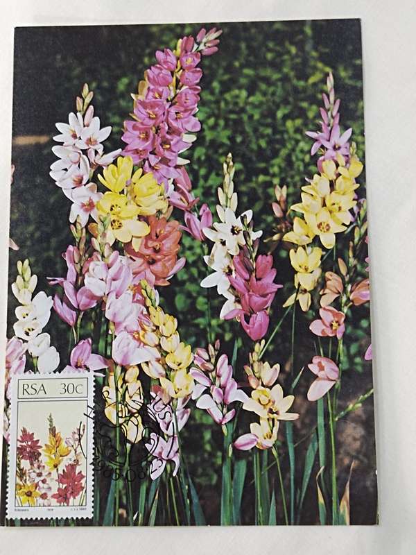 Postcards: SA Floral emigrants/SA Blomemigrante