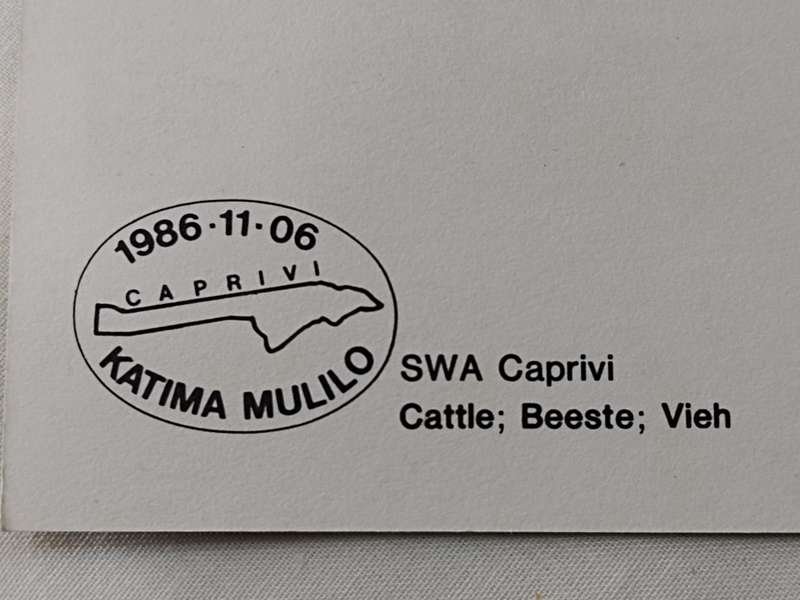 Postcard: SWA Caprivi Cattle/Beeste