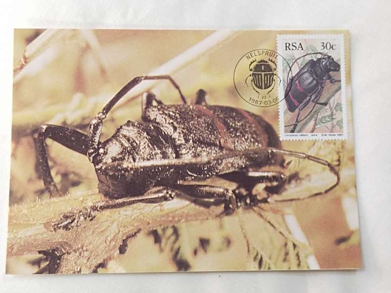 Postcard: Beetles/Kewers