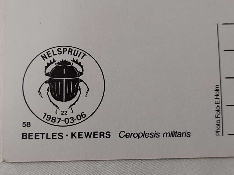 Postcard: Beetles/Kewers