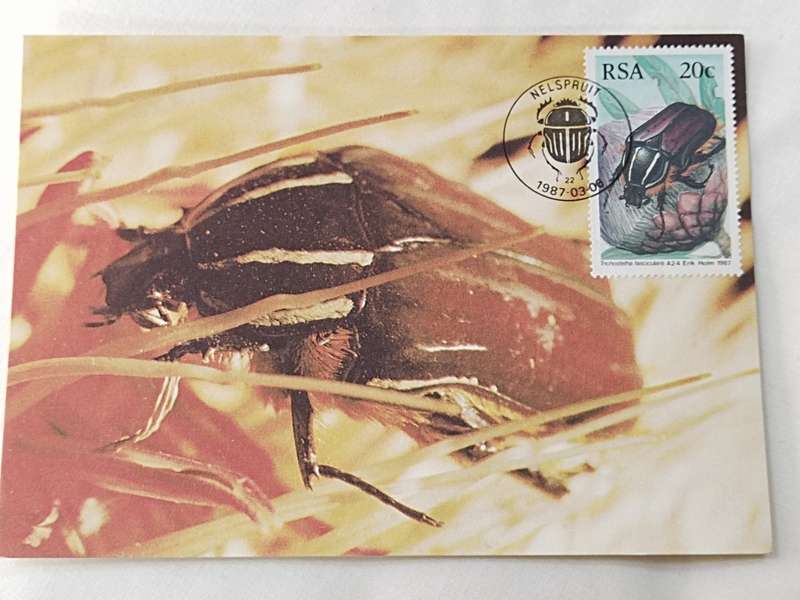 Postcard: Beetles/Kewers