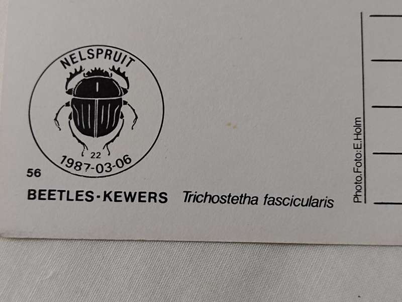 Postcard: Beetles/Kewers