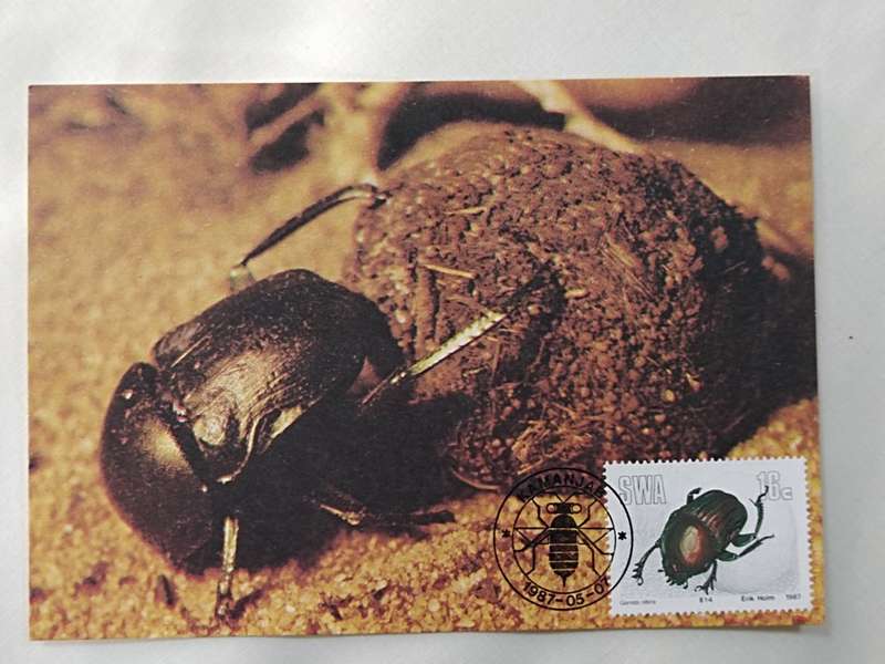 Postcard: 50 Garret Nitens