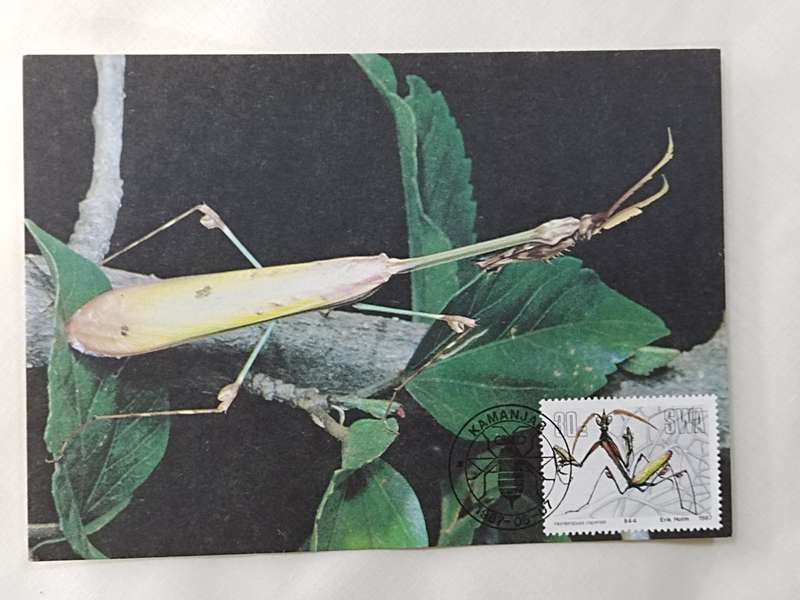 Postcard: 53 Hemiempusa Capensis