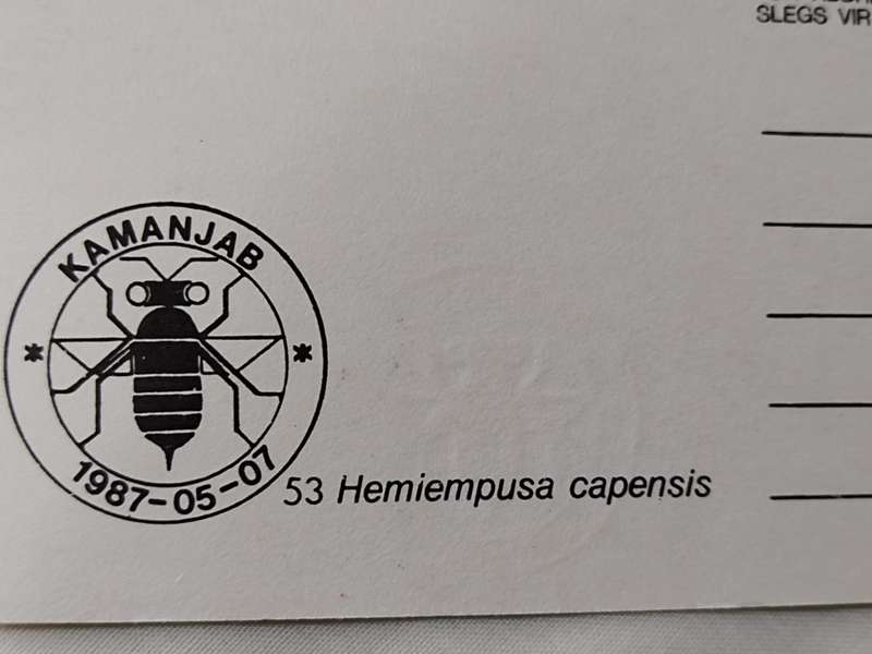 Postcard: 53 Hemiempusa Capensis