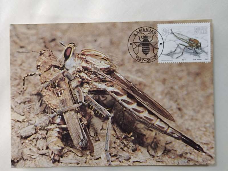 Postcard: 51 Alcimus Stenurus