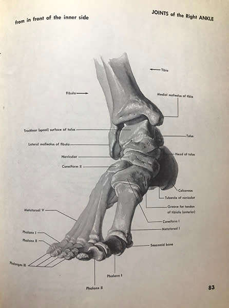 Atlas of Human Anatomy for the Artist