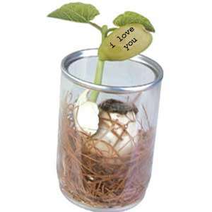 Brand NEW Magic Bean - No Reserve Auction - Excellent Gift!