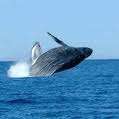 Crazzzzy  Auction - Shelly Beach Accommodation 3 Nights and 4 days!! R1 No RESERVE