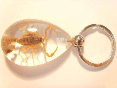 Very rare Scorpion key holder with real scorpion