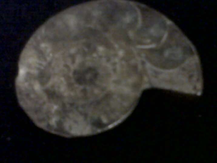 Amonite
