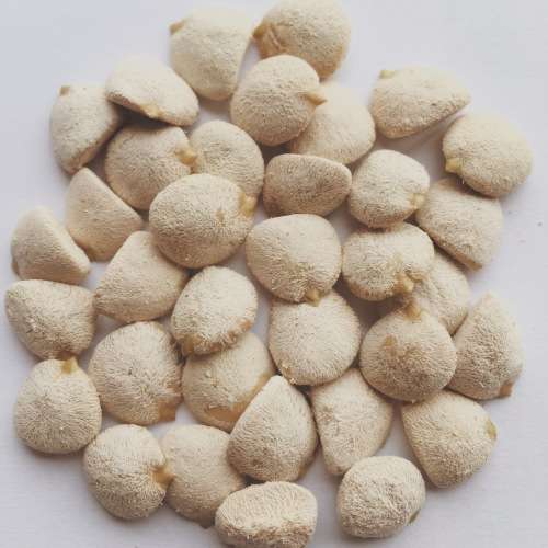 Nuez De La India 100% natural 1 pack of 6 nuts