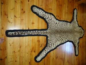 Vintage Leopard Skin mounted on Black Felt