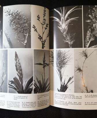 The Bromeliad Lexicon - Werner Rauh ( edited by Peter Temple)
