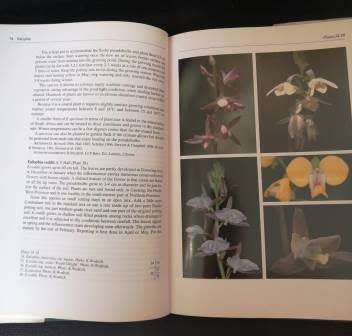 Growing South African Indigenous Orchids - Karsten H.K. Wodrich Gordons Bay SA