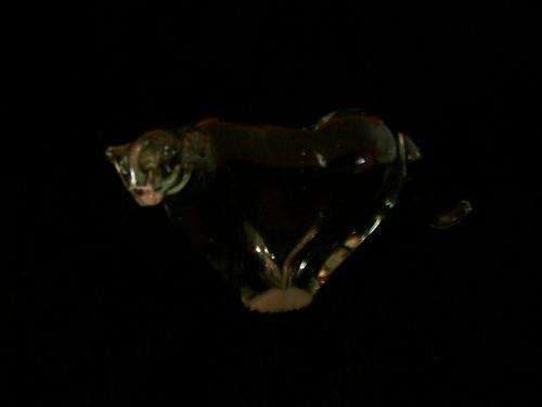 Ngwenya glass Cheetah