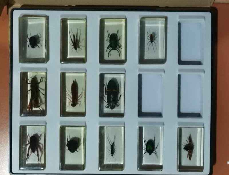 ORIGINAL SET OF INSECTS IN RESIN. INCOMPLETE. NATIONAL GEOGRAPHIC. BEAUTIFUL.