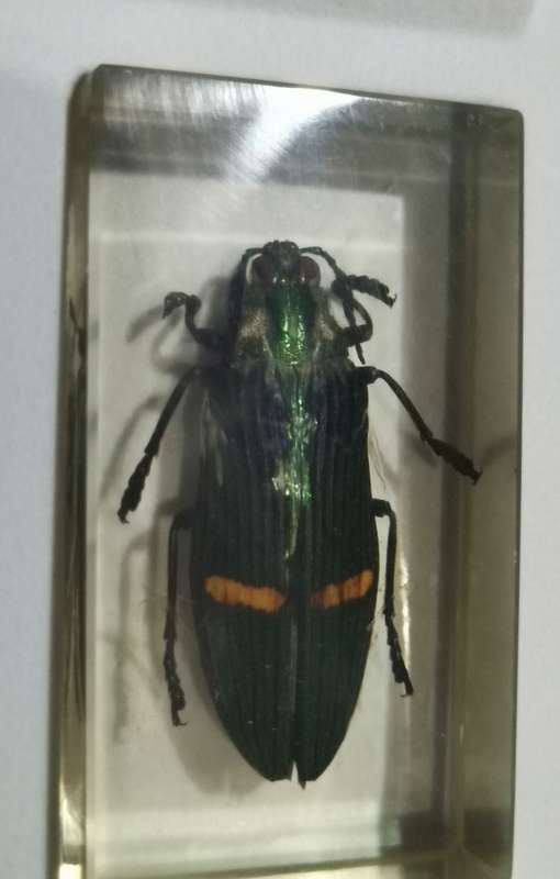 ORIGINAL SET OF INSECTS IN RESIN. INCOMPLETE. NATIONAL GEOGRAPHIC. BEAUTIFUL.