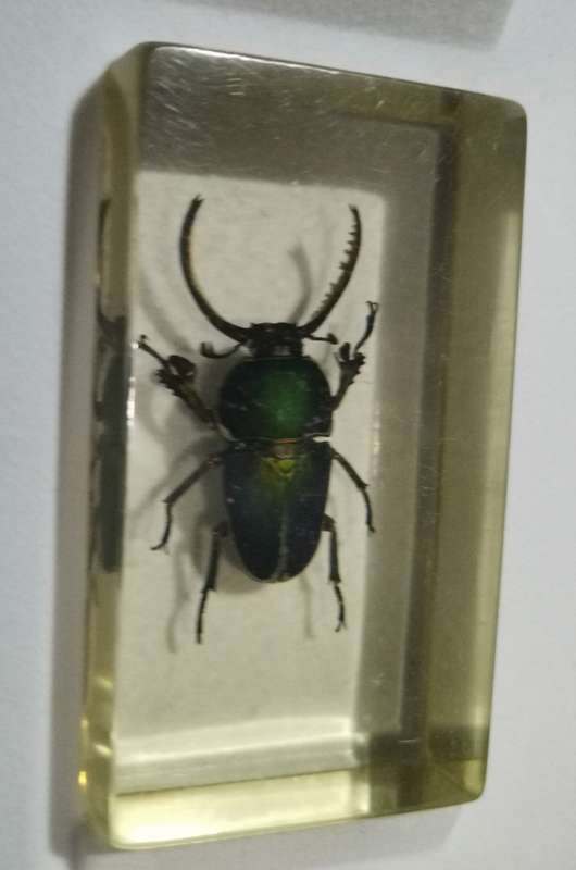 ORIGINAL SET OF INSECTS IN RESIN. INCOMPLETE. NATIONAL GEOGRAPHIC. BEAUTIFUL.