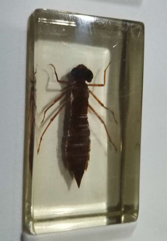 ORIGINAL SET OF INSECTS IN RESIN. INCOMPLETE. NATIONAL GEOGRAPHIC. BEAUTIFUL.