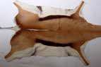 Springbok Hide