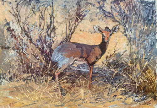 Johan Grobler - BEAUTIFUL LITTLE BOKKIE!