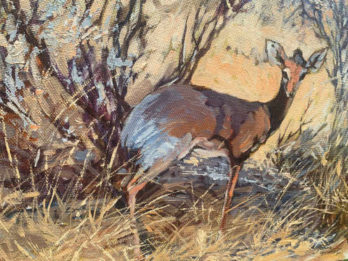 Johan Grobler - BEAUTIFUL LITTLE BOKKIE!