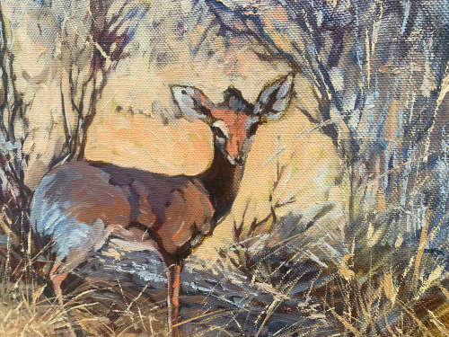 Johan Grobler - BEAUTIFUL LITTLE BOKKIE!