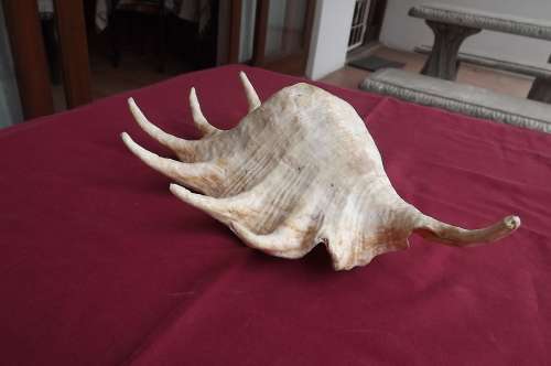 Large 7 pointed seashell.Point to point length 34cm. From Tanzania.