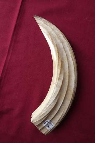 Hippo Tusk as per scan