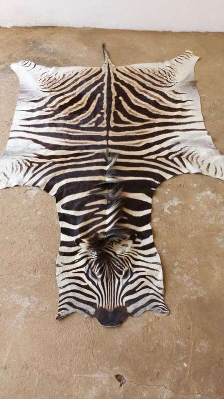 Zebra Skin - A Grade