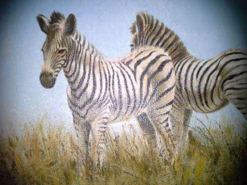 STUNNING!! - WILDLIFE ZEBRAS - BY LEGENDARY VIC ANDREWS
