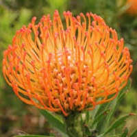 SA Protea Seed Collection -  8 Protea Varieties