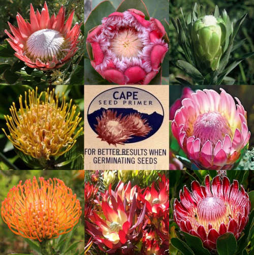 SA Protea Seed Collection -  8 Protea Varieties