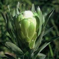 SA Protea Seed Collection -  8 Protea Varieties