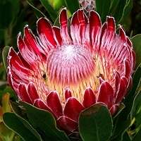 SA Protea Seed Collection -  8 Protea Varieties