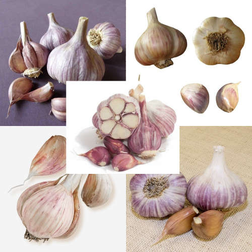 Garlic Collection | 5 Exotic Varieties