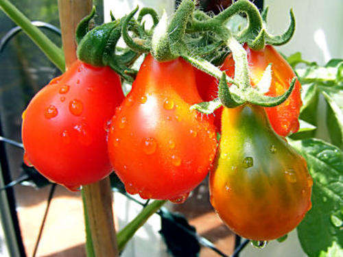 Red Pear Tomato - Lycopersicon Lycopersicum - Vegetable - 20 Seed Pack