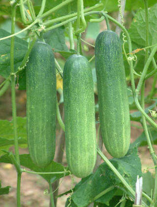 Thai Cucumber - Cucumis Sativus - Vegetable - 20 Seeds - Exotic Asian Vegetables