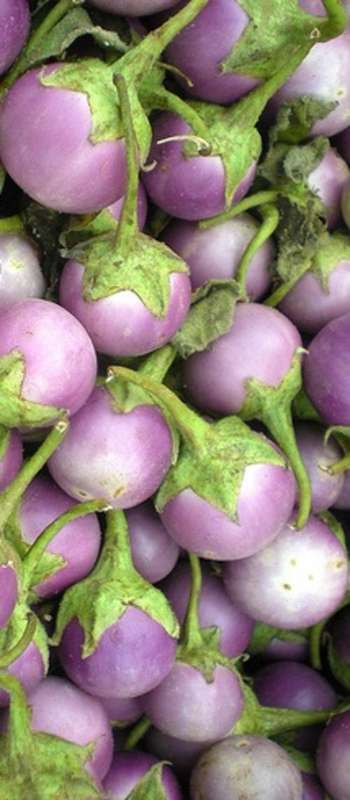 Thai Purple Round Eggplant - Solanum Melongena - Vegetable - 10 Seeds - Exotic Asian Vegetables