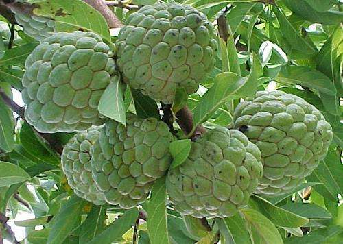 Sugar Apple / Pineapple - Sweetsop - Annona Squamosa - 5 Seeds - Exotic Asian Edible Fruit
