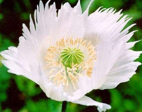 Persian White Poppy - Papaver Paeoniflorum - Annual - 20 Seeds - FREE Ebooks