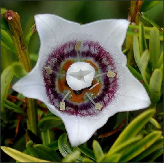 Codonopsis Clematidea - Asian Bellflower - Perennial Vine - 5 Seeds - Unique & RARE