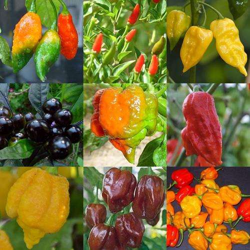 *** RAREST & WORLDS HOTTEST *** Premium Chilli Pepper Pack - 10 Varieties - Scorching Heat!!!