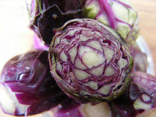 Brussel Sprouts - Red Ball - Brassica Oleracea Gemmifera - 30 Seeds - Unique Vegetable